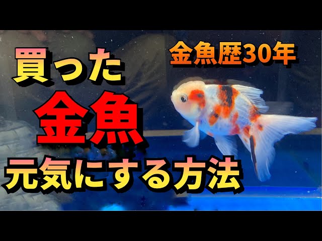 This will help your early goldfish to become healthy. How to raise