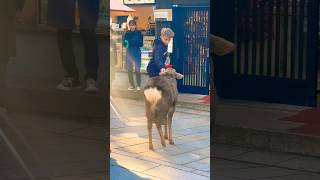 奈良公園で外国人観光客が鹿に鹿せんべいをあげる楽しい瞬間