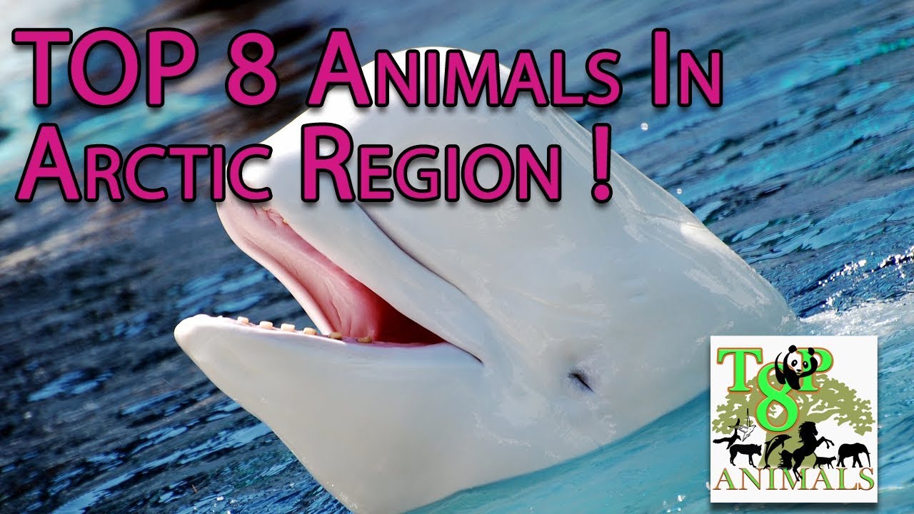 Top 8 Animals In Arctic Region ! - YouTube