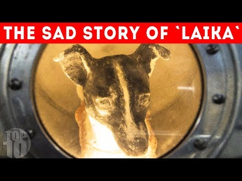 What Happened to the First Dog in Space?