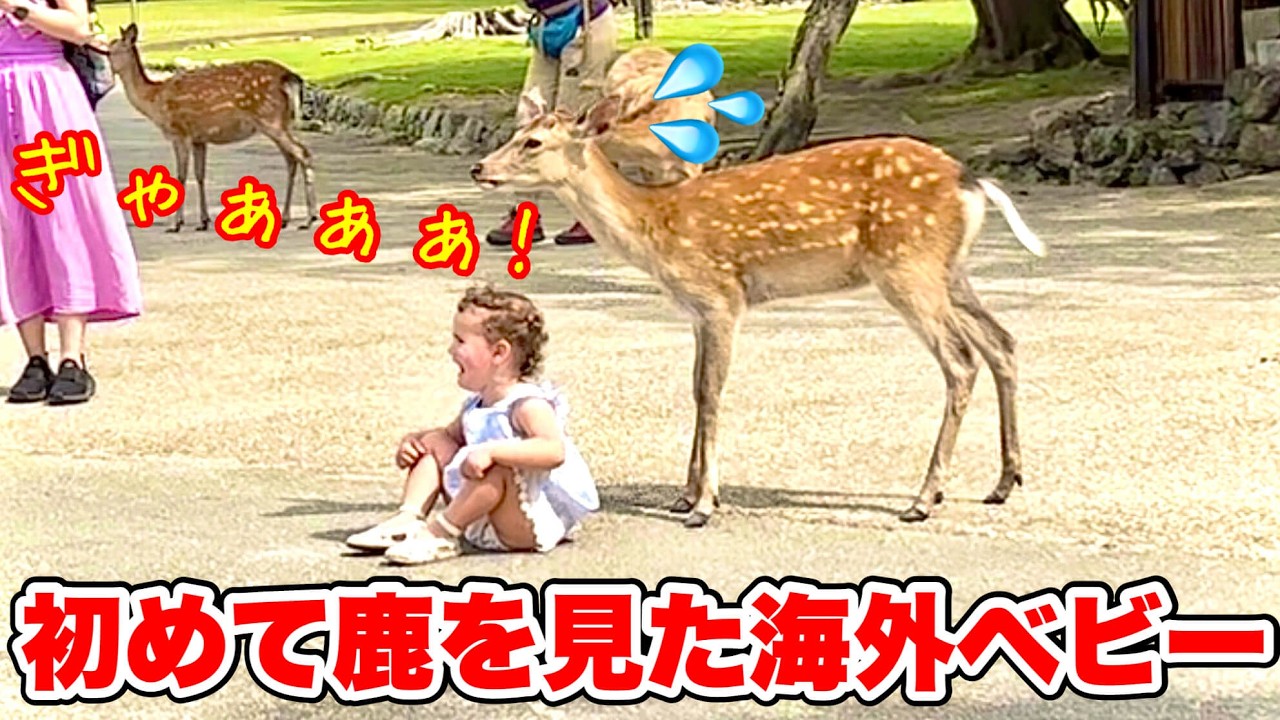 奈良公園で初めて鹿を見た海外キッズの反応集