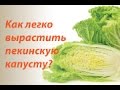 Как вырастить пекинскую капусту?