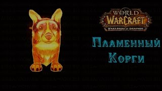 Warlords of Draenor: Пламенный Корги