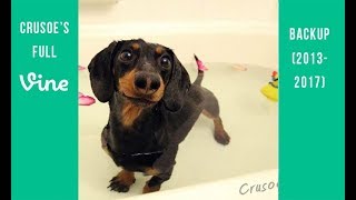 Crusoe the Dachshund Full Vine Backup (2013 - 2017)