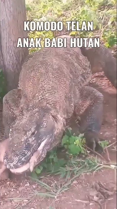 komodo dragon swallows a wild boar baby #shorts - YouTube