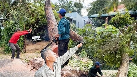 Cưa hai góc cây xà cừ to ngã vào nhà do mưa bão lớn #mientaytv