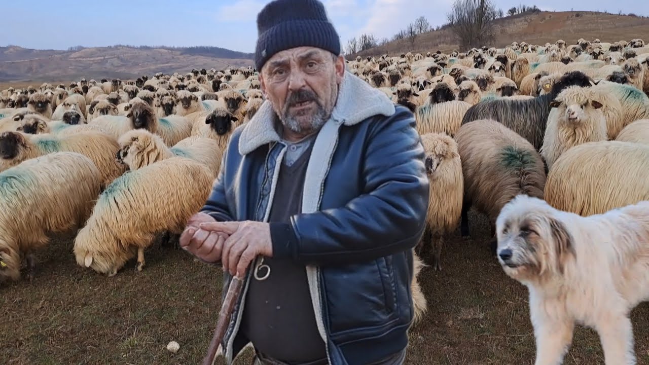 Iosif Pășcuță un cioban cu ciobănie grea în spate . Transhumanță prin țară. Turmă faină de bucălăi