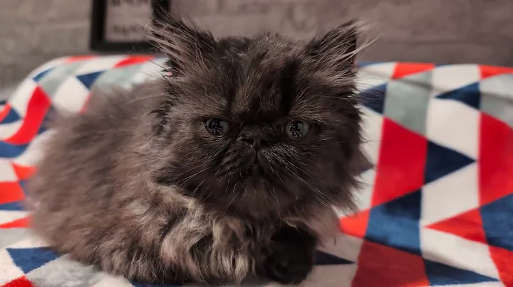 Watch the video about Male Chocolate Persian Kitten He is Now on his way to his New Home