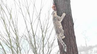 Snow Leopard climbing tree HD