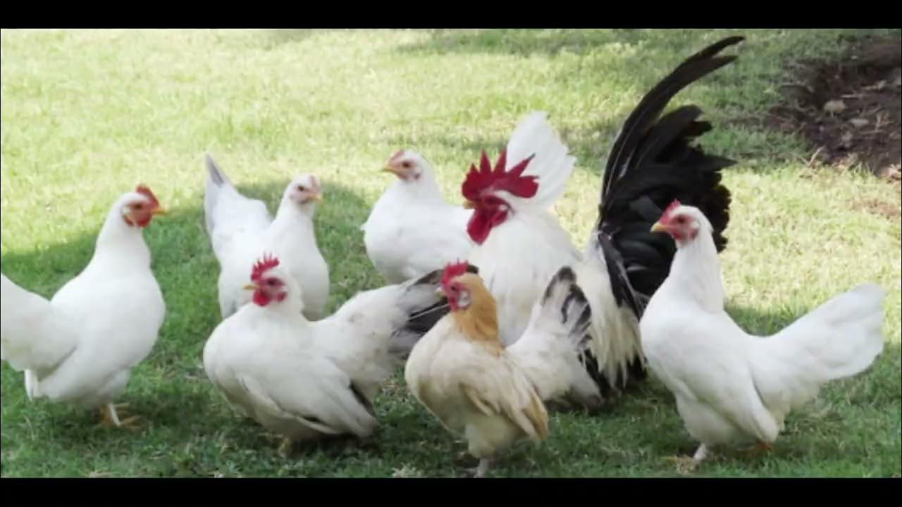 Living Sustainably Off The Grid Ourgoodbrands Keeping chickens, Chickens backyar