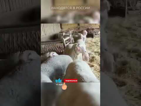 Порода баранов Мериноландшаф!