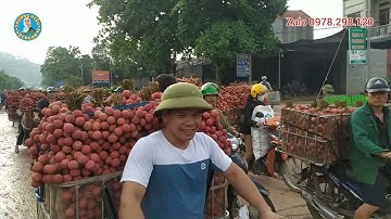 Giá vải thiều lục ngạn Bắc Giang loại xuất khẩu ngày 15/6/2023