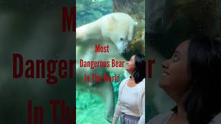 Bear Attack #shorts