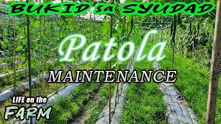 pagpapanatili ng bukid para sa patola by Terroy TV 1,524 views 11 months ago 17 minutes