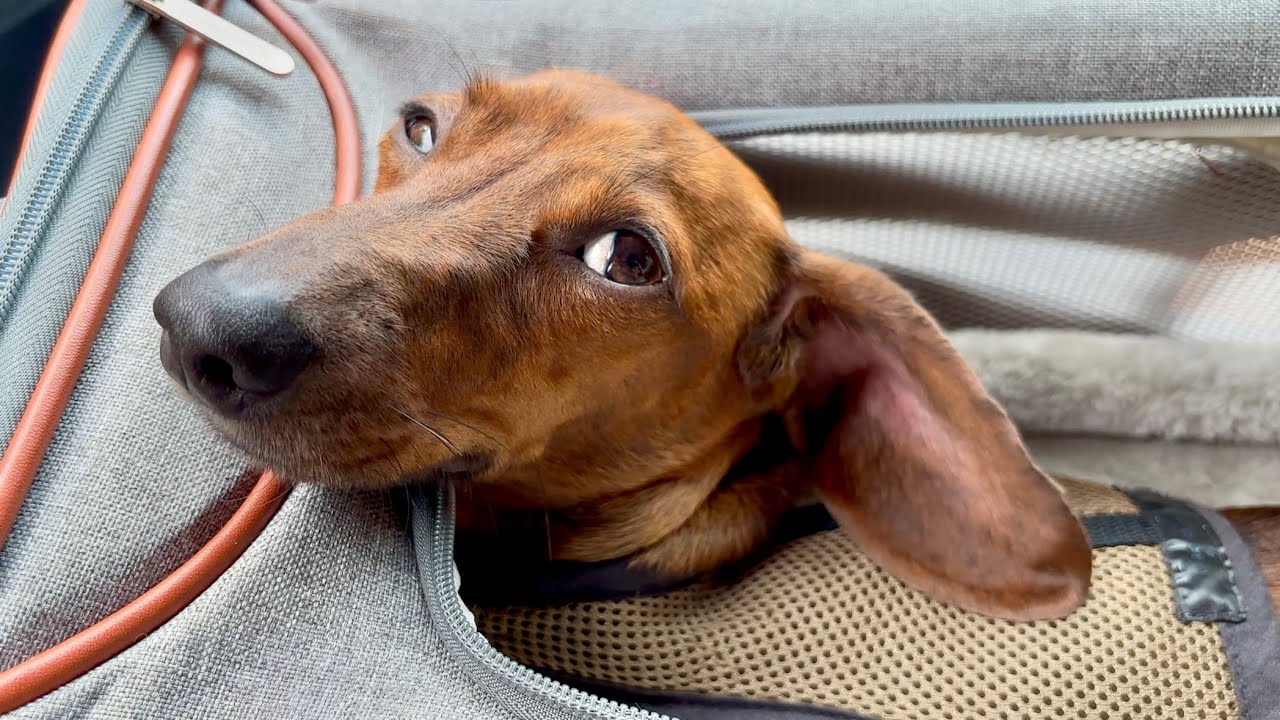 Mini dachshund enjoys a full day of exploring!