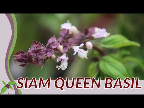 ቪዲዮ: Siam Queen Basil ምንድን ነው - የሲአም ባሲል ኩዊን ተክልን ለማሳደግ ጠቃሚ ምክሮች