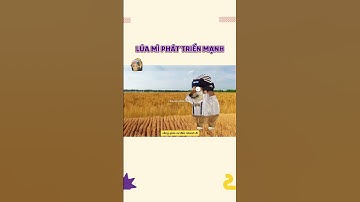 Lúa mì phát triển mạnh | Cheems Hân Hoan