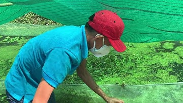 Giao Ốc Bươu Đen Giống Cho Khách Hàng Ở Chợ Mới-An Giang | Liệt Vlog