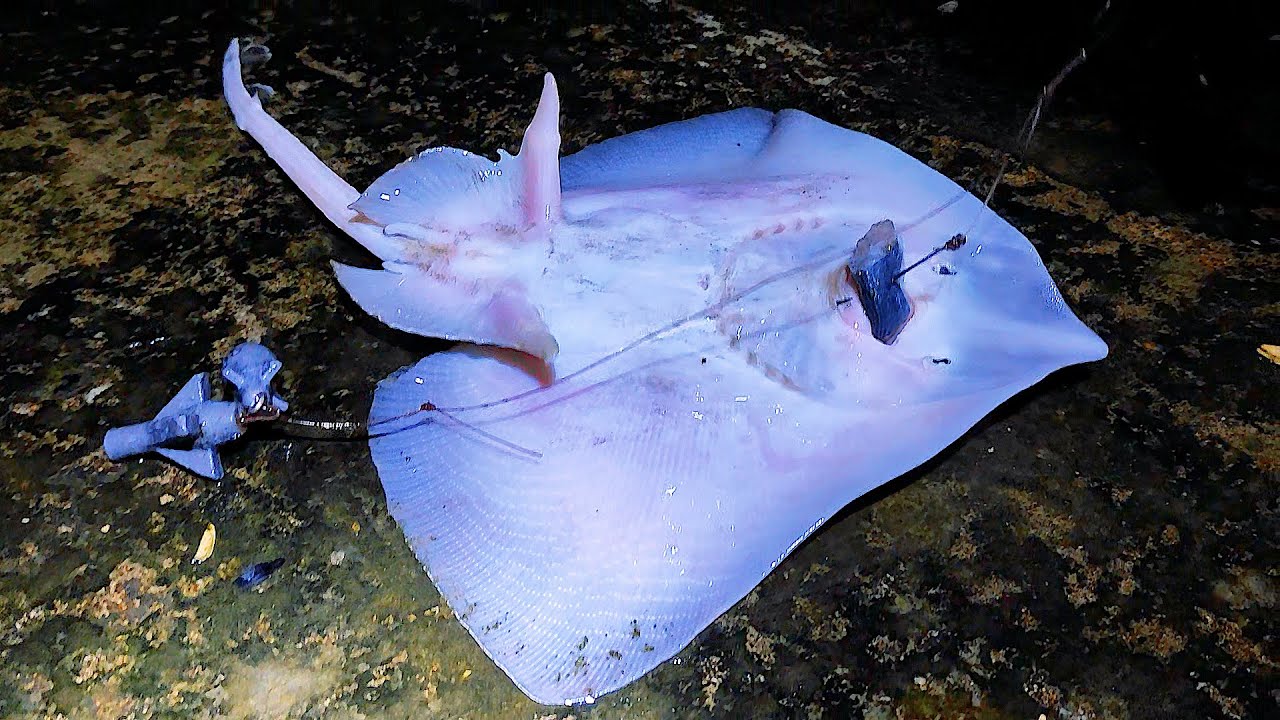 ПОПАЛИ в Логово Лис. Пару Лайфхаков. Морская Рыбалка в Крыму Весной. На Безрыбье и Скат рыба.