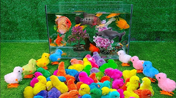 Bắt gà dễ thương, gà bảy màu, cá koi, cá vàng, cua cầu vồng