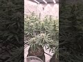 LET'S GROW!