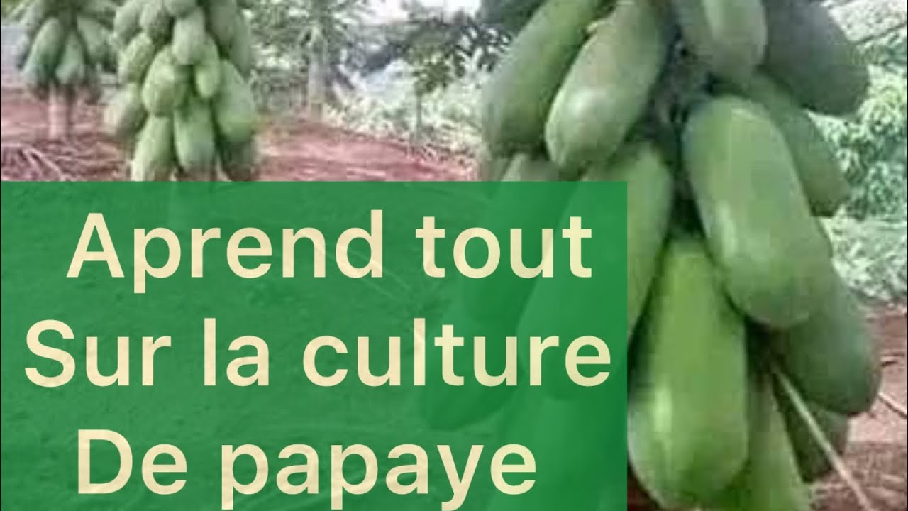 Culture de la papaye au cameroun : Itinéraires Techniques modifiée par kana Evariste