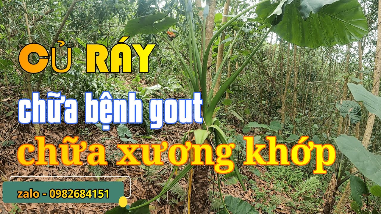 hiệu quả chữa bệnh từ củ ráy rừng hay bạc hà núi - YouTube