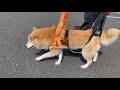 補助ハーネスでの散歩
