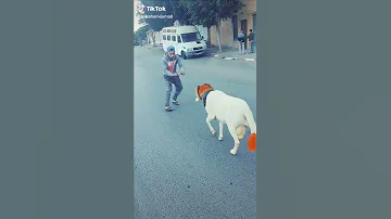 أقوى كبش مصارعة 