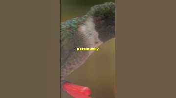 Hummingbirds Unveiled: 3 Surprising Facts!