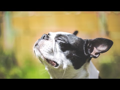 Video: Is bostonterriërs goeie huishonde?