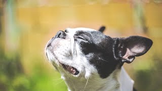 Are Boston Terriers good guard dogs?