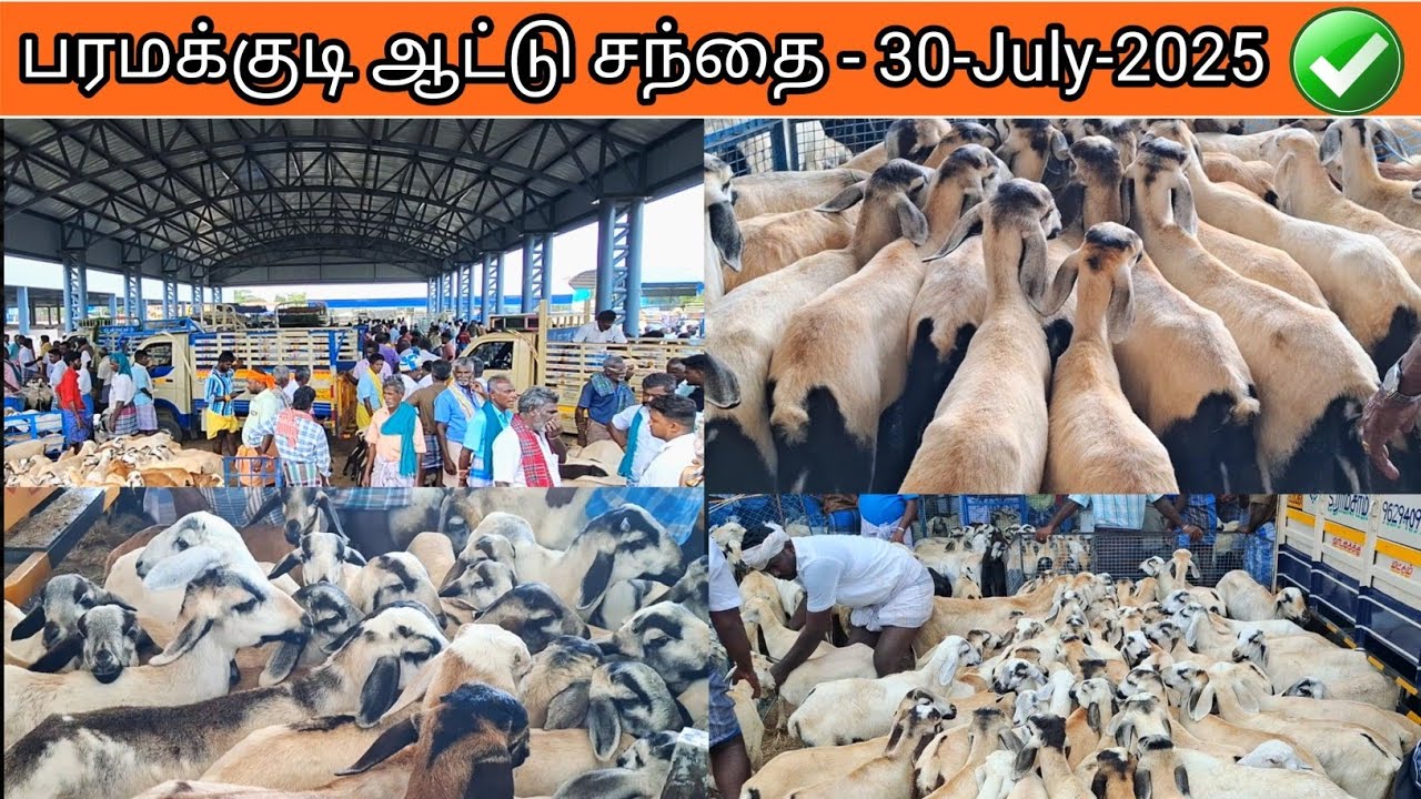 💢பரமக்குடி ஆட்டு சந்தை | ஒரிஜினல் மயிலம்பாடி வளர்ப்பு குட்டிகள் ✅ #sheep #goatfarm #goat
