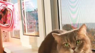 Агрессивная кошка! Агрессивная кошка!