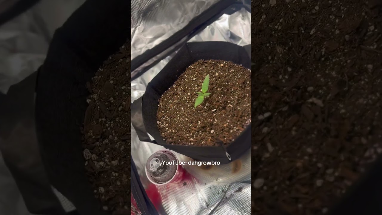 From seed to success 🌱🔥 hard work shows in the grow! 