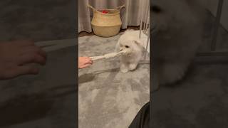 Puppy bichon frise playing with a string is too cute.