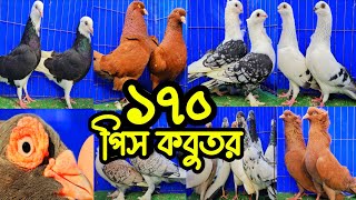সবচেয়ে কমদামে ১৭০ পিস টেডি,দামাসিন,,বুদাপেস্ট,রেসার কবুতর কিনুন | খামারিদের কথা | Pigeon |