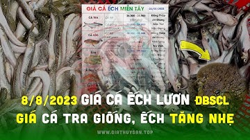 ⚡ Cập nhật Giá Cá Ếch 8/8/2023 ↗️ Biến động Giá Cá Tra Giống, Cá Lóc, Cá Kèo, Trê Vàng, Lươn #ĐBSCL