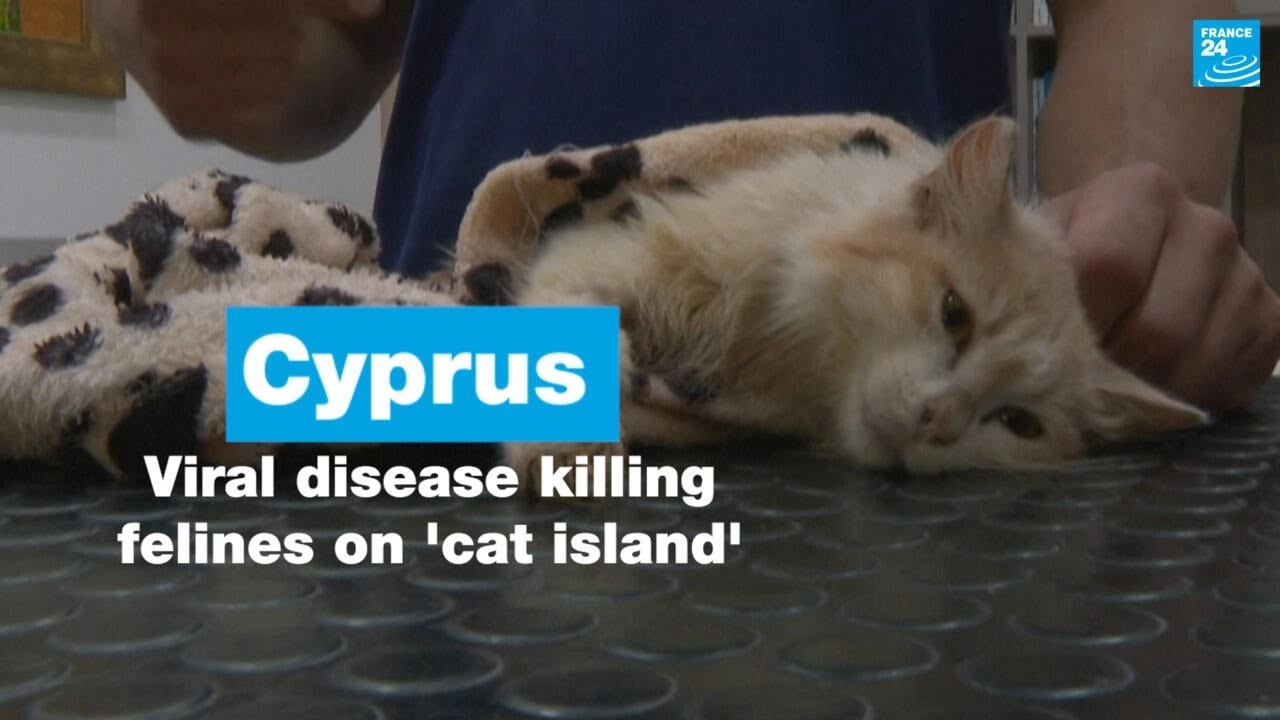 Viral disease killing felines on 'cat island' Cyprus • FRANCE 24