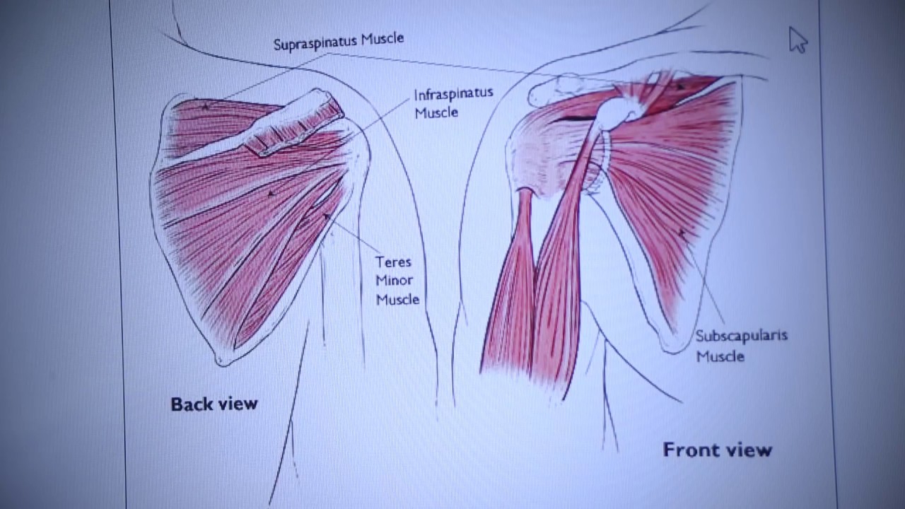 Learning about Rotator Cuff Tears with Dr. David Schneider