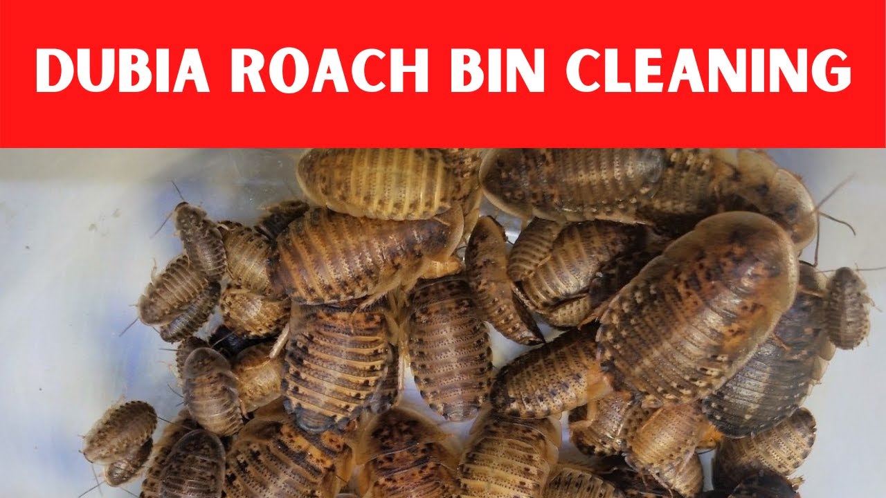 Easy way to clean a Dubia roach colony. YouTube