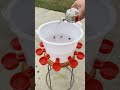 Easy Poultry Watering Solution Automatic Water Feeder Demo Diytools