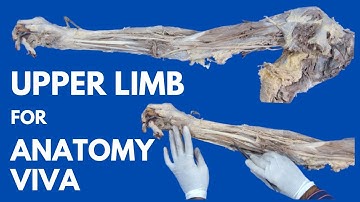 Entire Upper Limb Specimen in Just 24 Minutes | For Anatomy Viva