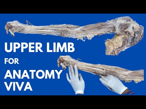 Entire Upper Limb Specimen In Just 24 Minutes For Anatomy Viva