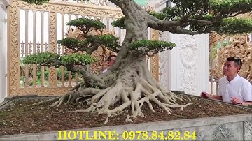 Cổng Cửa Cầu thang Lan can Hàng rào Hoa bông gió Giường ghế nhôm đúc tại Ia Pa Gia Lai