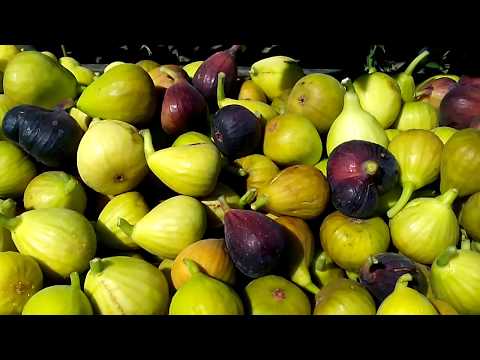 Как укрывать инжир на зиму