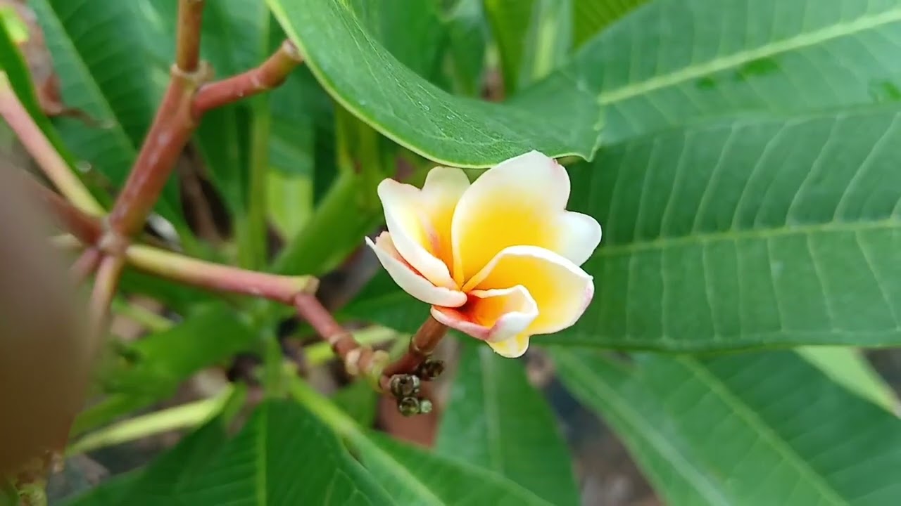 Cheapest plants shop in chennai | என் மாடிதோட்டதுக்கு புது செடி வாங்க போறேன் @Rkpattarai 