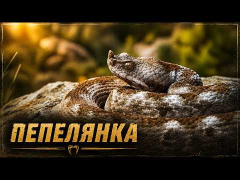 ПЕПЕЛЯНКАТА – всичко, което трябва да знаеш