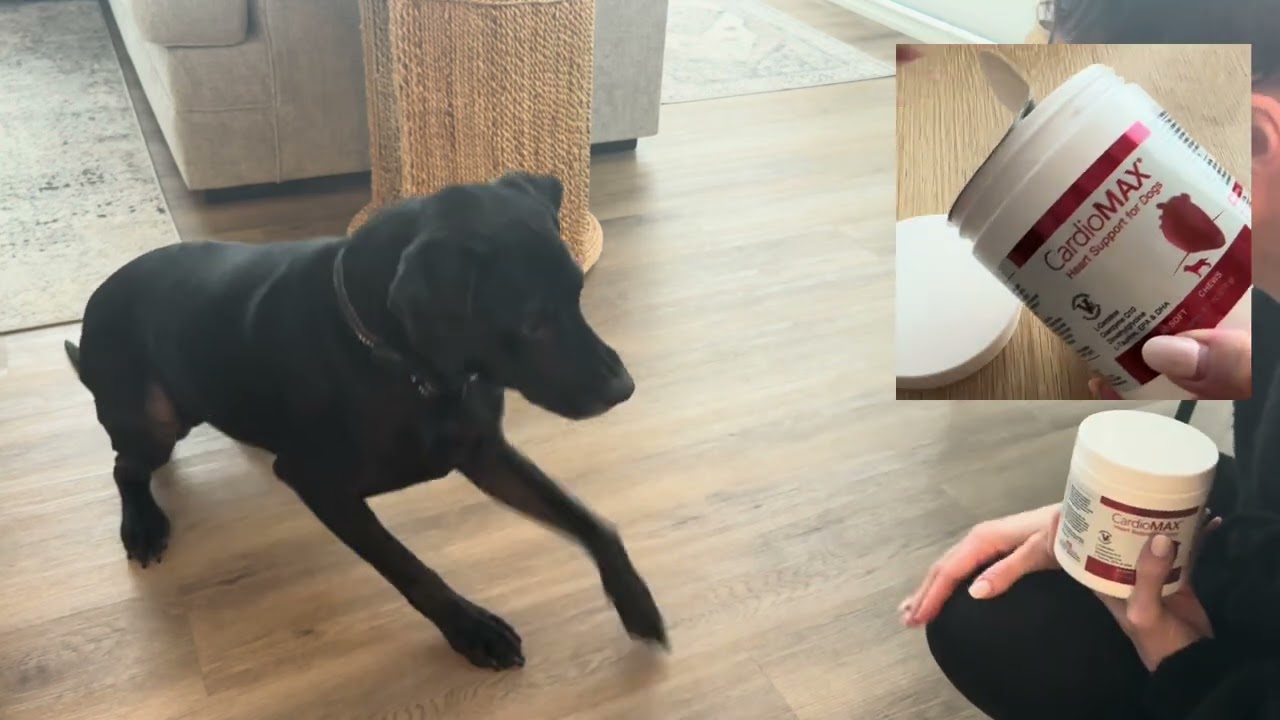 My dog loves these heart healthy chews  AMAZON FIND!