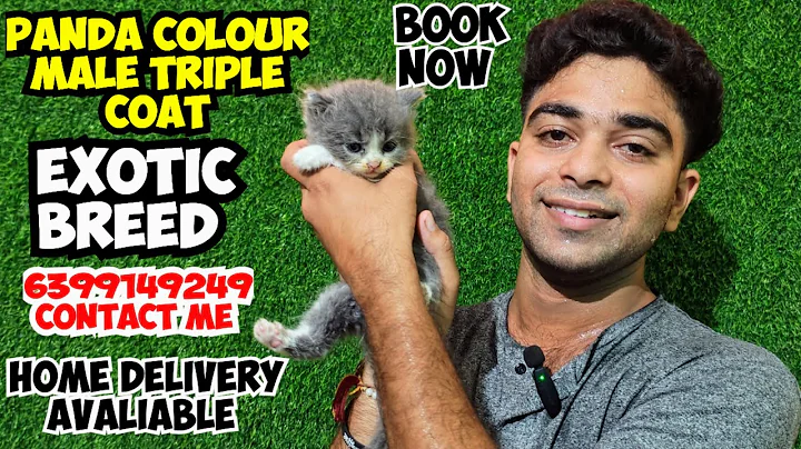 Video 10940691: persian cat kitten doll, face persian cat kitten, persian cat male kitten, persian cat female kitten, persian cat baby kitten, cat home